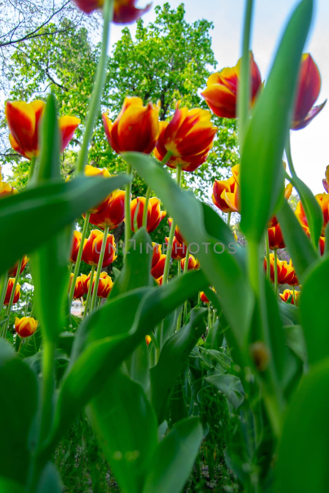 Spring background with beautiful yellow tulips