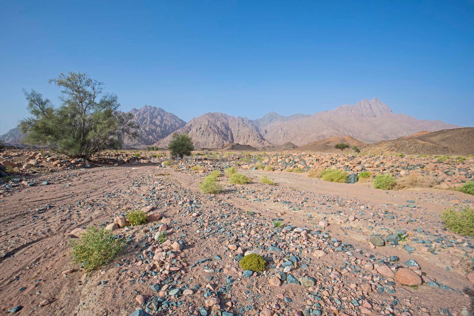 Landscape scenic view of desolate barren eastern desert in Egypt with bushes acacia tree and mountains