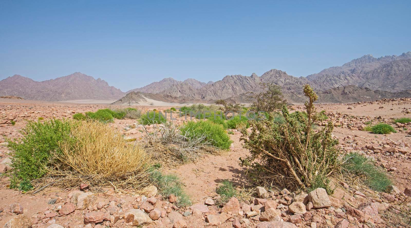 Landscape scenic view of desolate barren eastern desert in Egypt with bushes and mountains