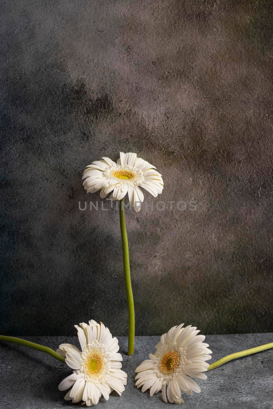 White gerbera flower on dark gray marbled background