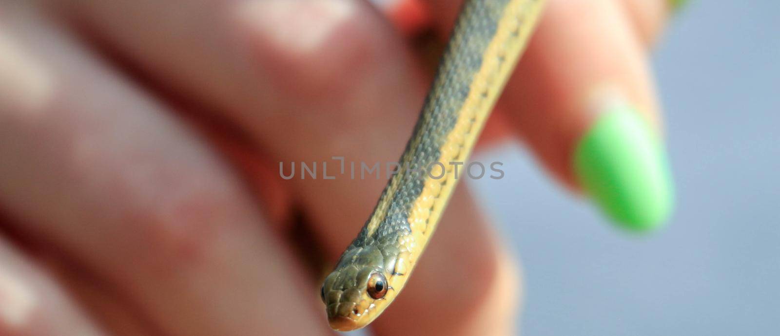 female hand with nail polish holds a small garter snake by mynewturtle1