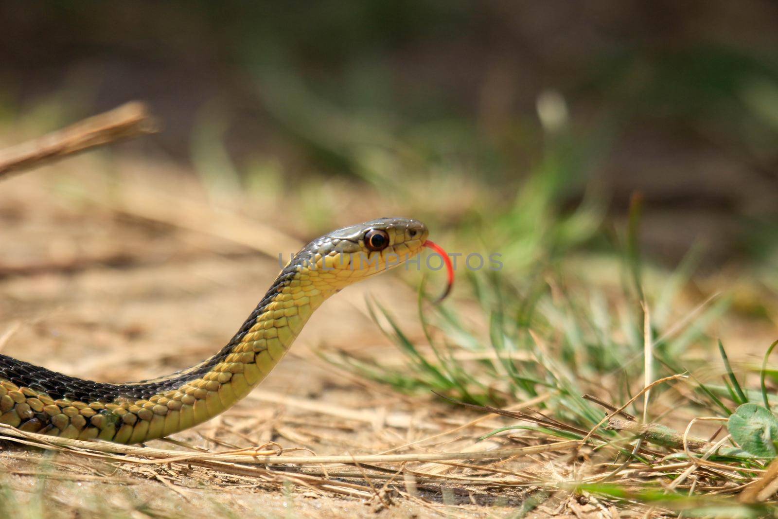 A photo of a young eastern garter snake in early spring in Canada. High quality photo