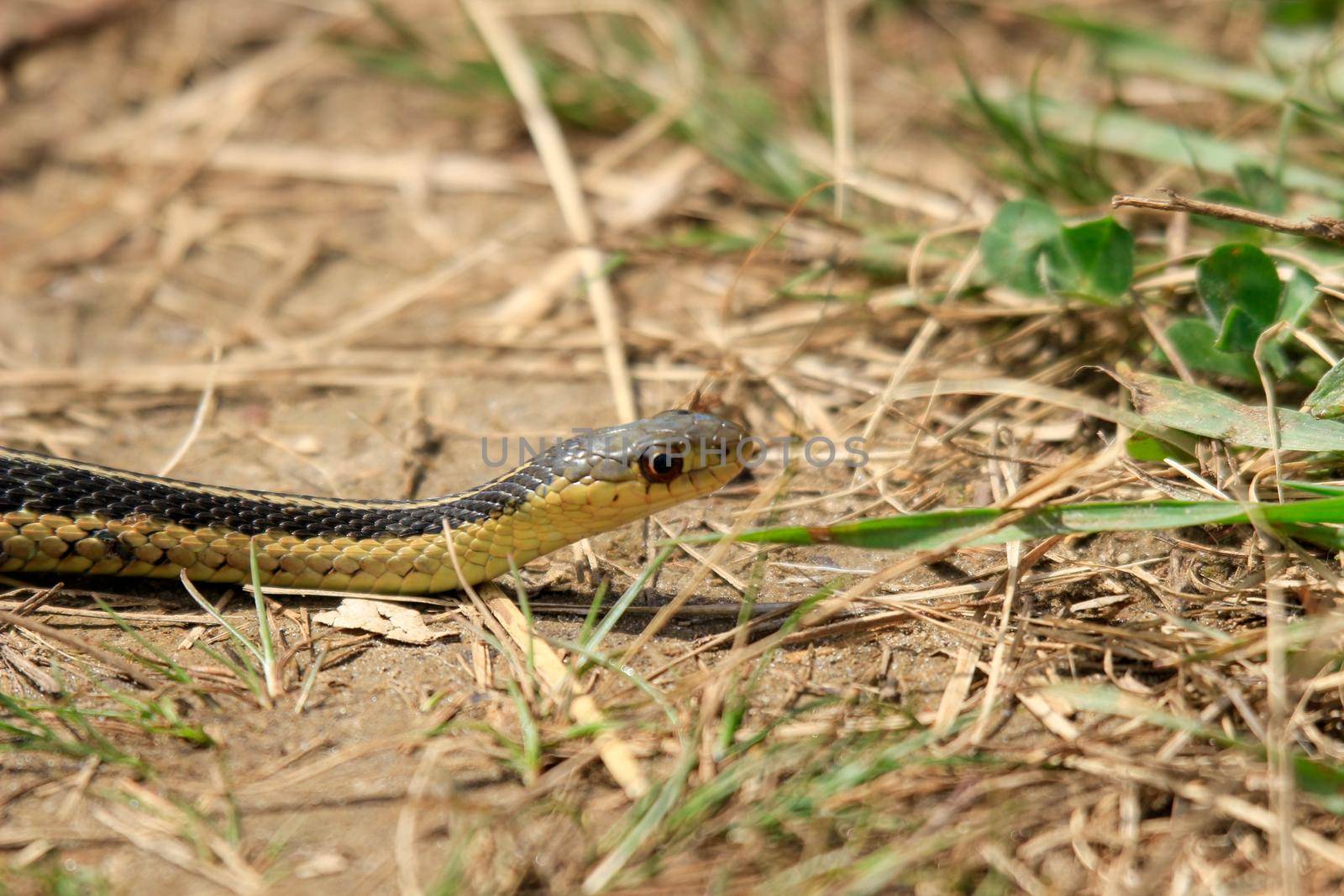 A photo of a young eastern garter snake in early spring in Canada by mynewturtle1