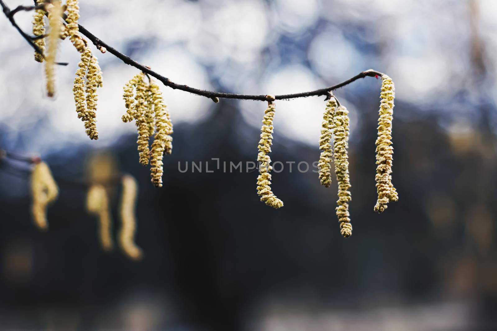 Nature background in early spring or autumn, cold weather in botanical garden.