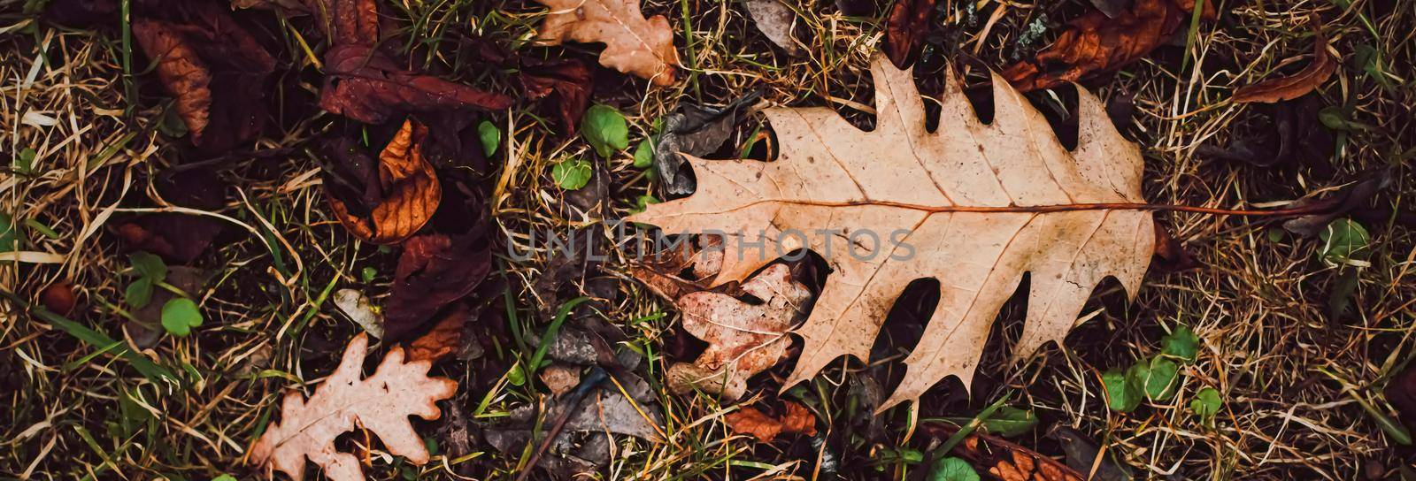 Dry leaves on the ground in autumn, cold weather and fall season.