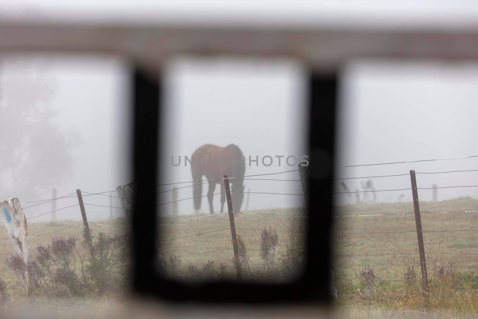 A brown horse in a field in the fog in Australia by WittkePhotos