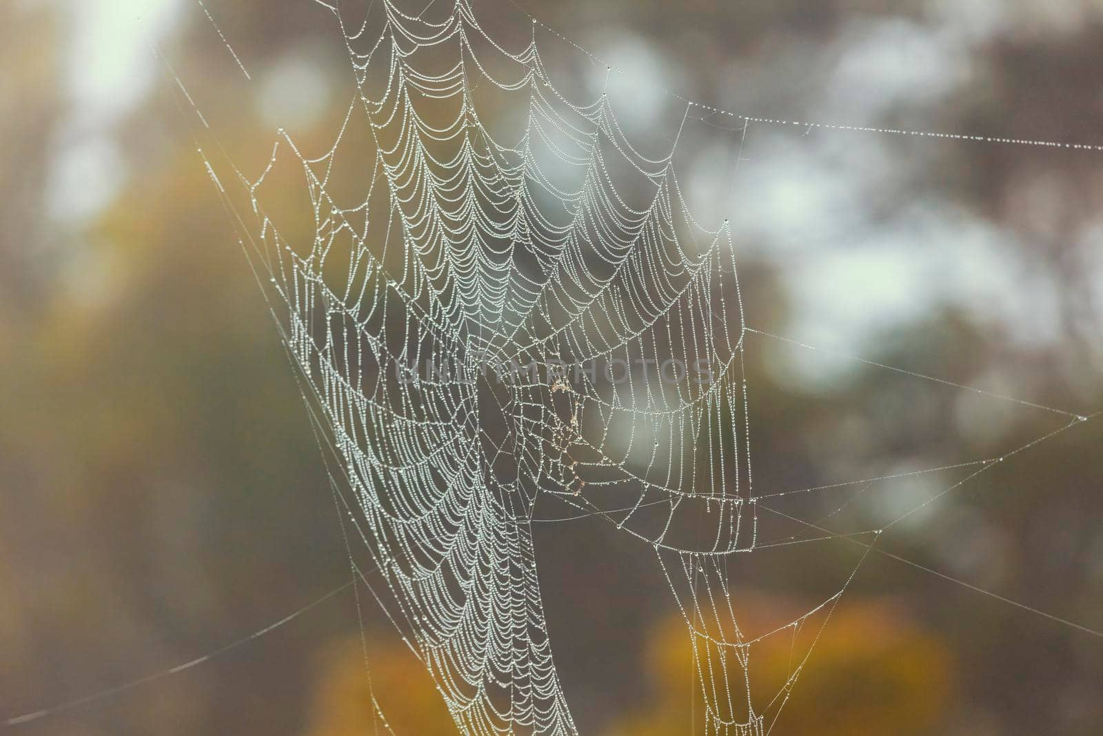 A large spiderweb outdoors with water drops in the sunshine by WittkePhotos