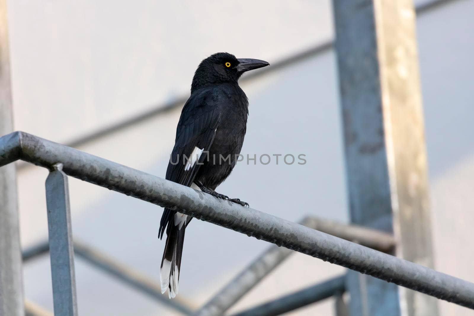 A Pied Currawong bird standing on a grey galvanised steel fence in The Blue Mountains in New South Wales in Australia