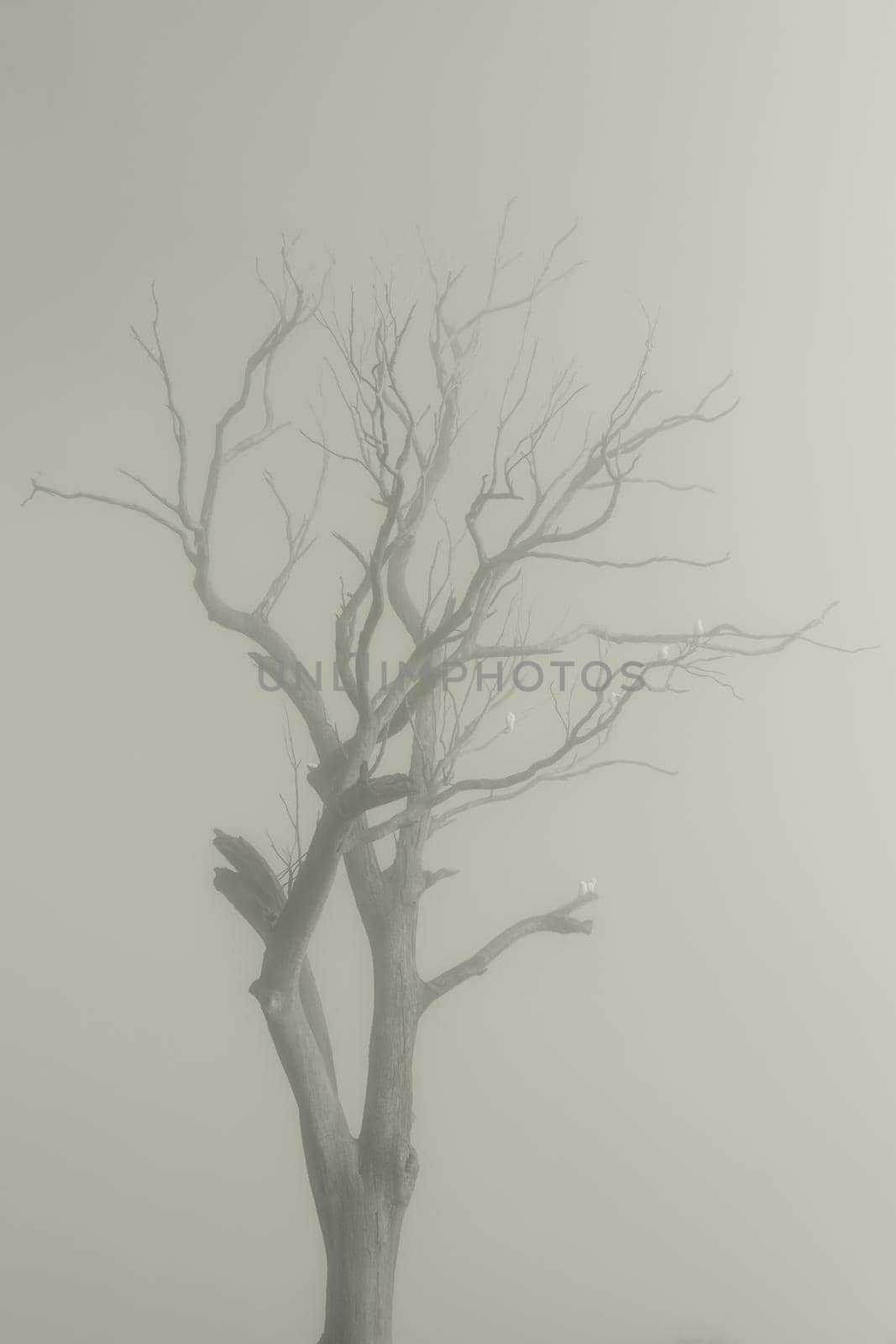 Sulphur Crest Cockatoos in a tree in the fog in Australia by WittkePhotos