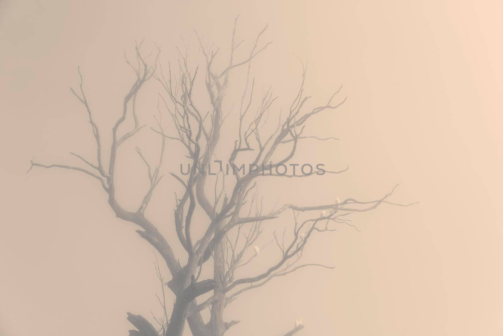 Sulphur Crest Cockatoos in a tree in the fog in Australia by WittkePhotos