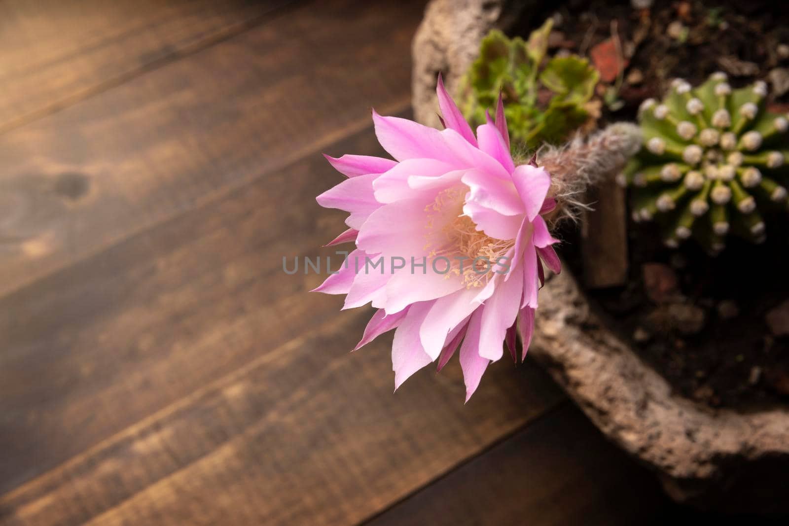 Echinopsis subdenudata flower on wooden background with copy space for your text. Commonly called Domino Cactus or Easter Lily Cactus