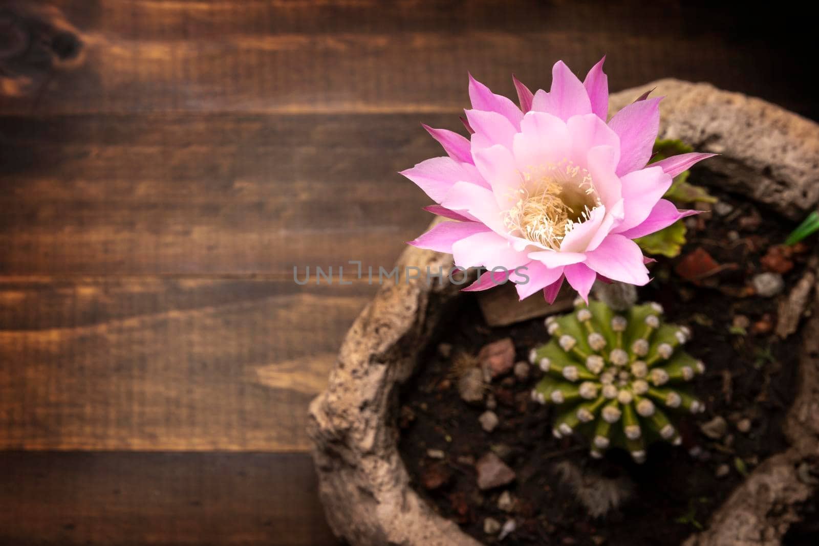 Echinopsis subdenudata by hayaship