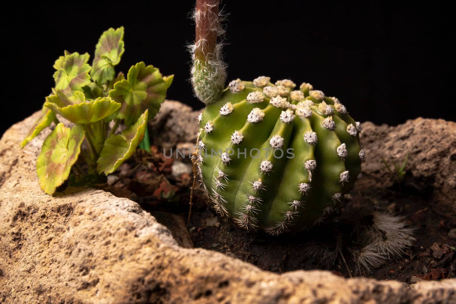 cactus in stone plantpot by hayaship