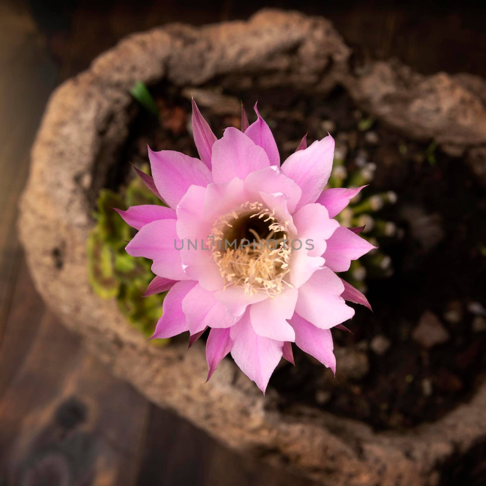 lily cactus flower by hayaship