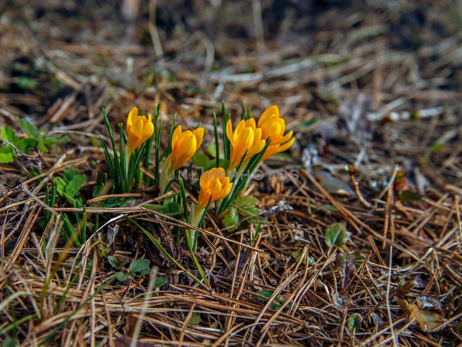 Yellow crocus buds among green leaves and brown grass.