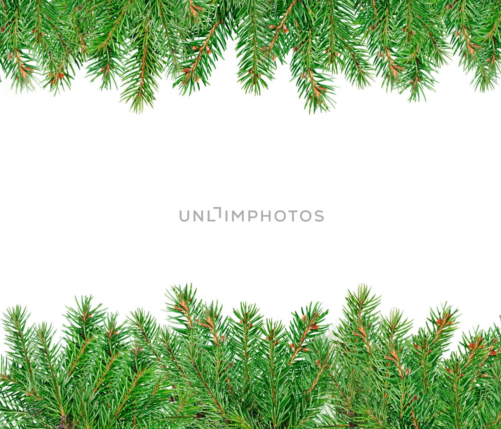 Below and above are coniferous green branches on a white background