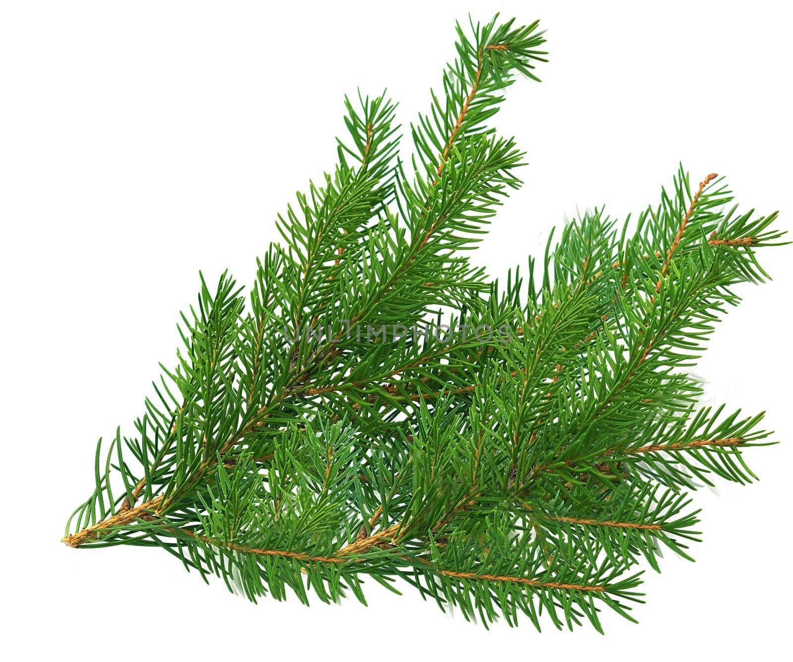 Pine green branch isolated on white background
