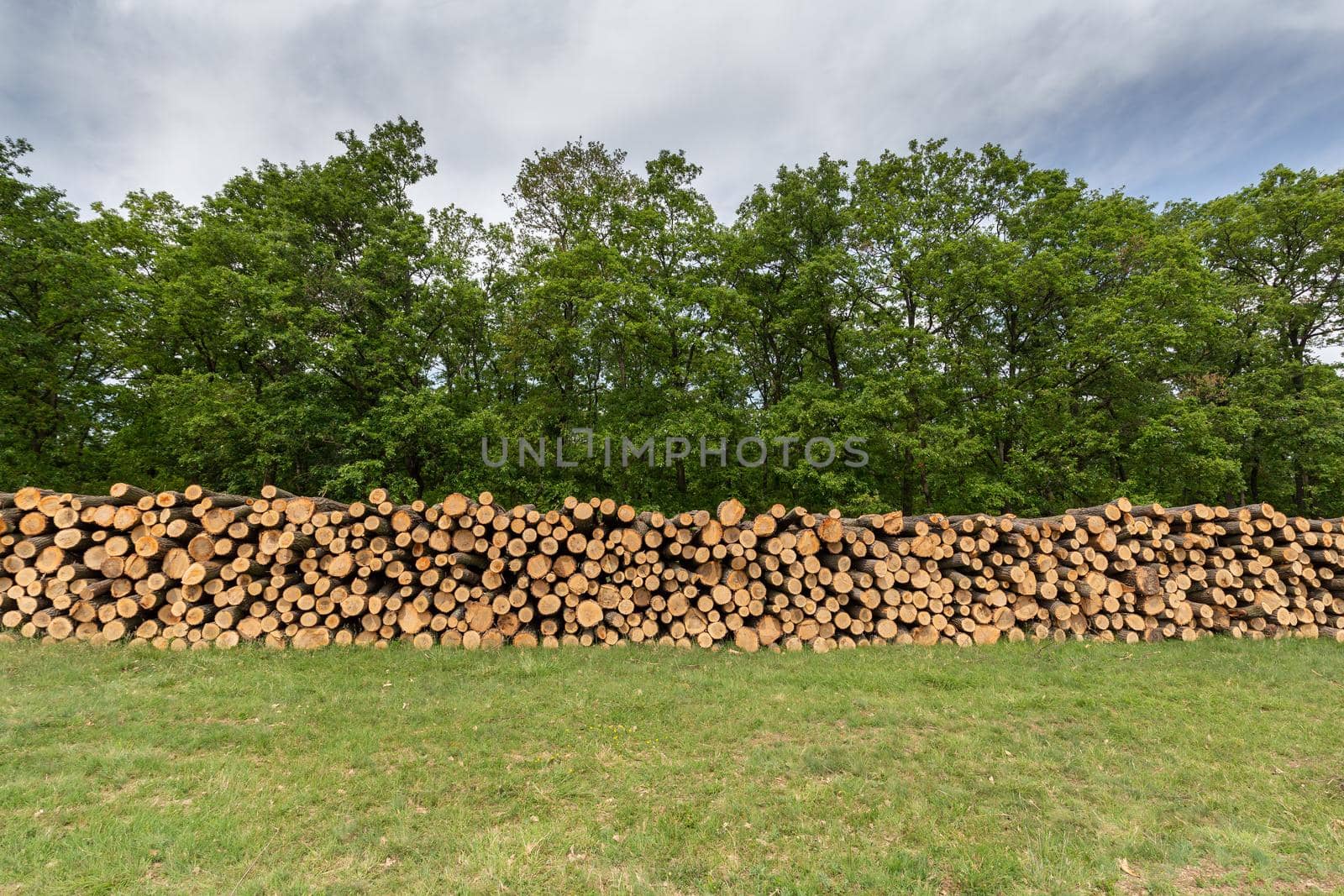 Stacked logs of wood. Felled trees. by Digoarpi