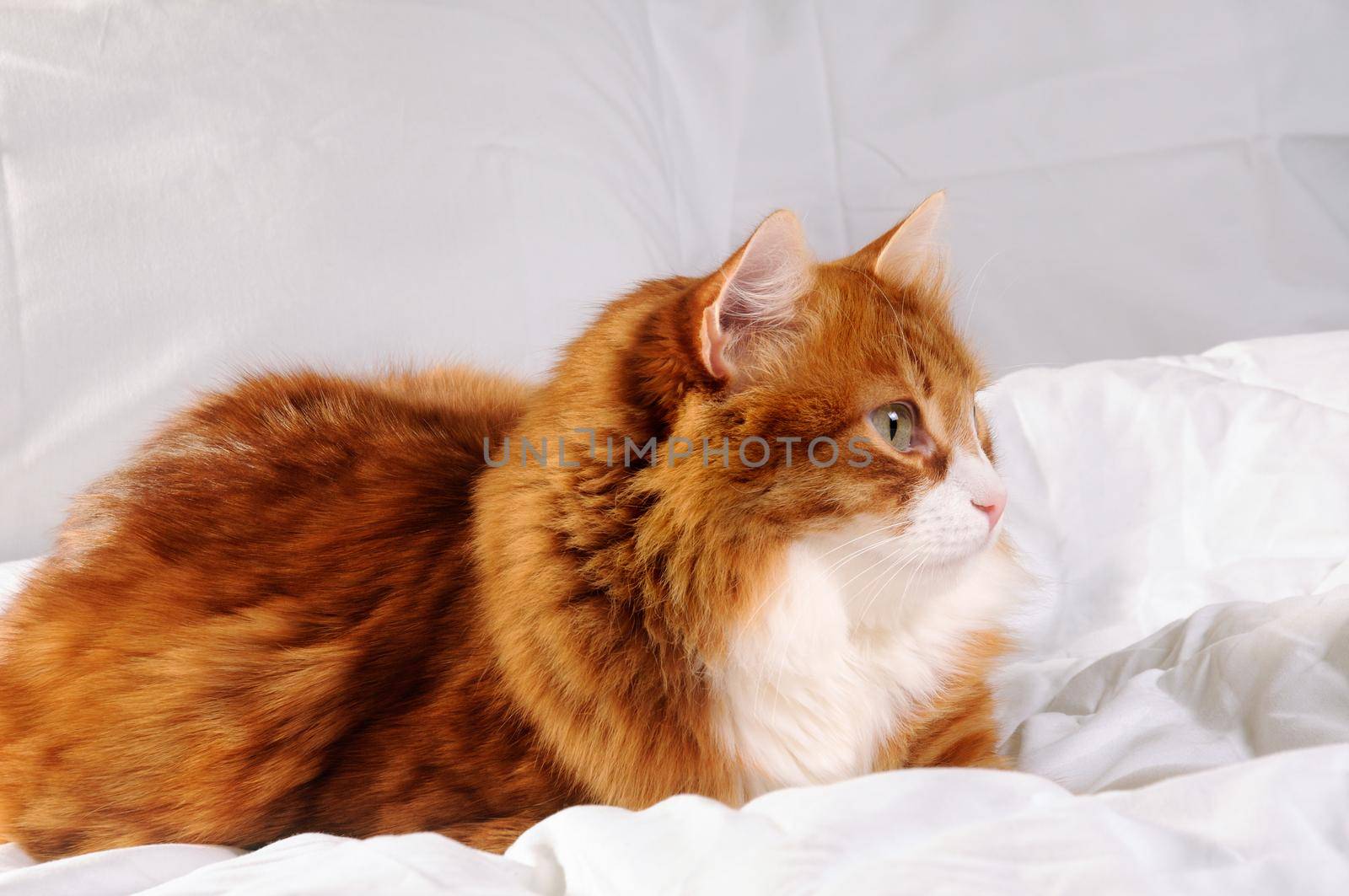 Big fluffy red cat is resting on the white bed.