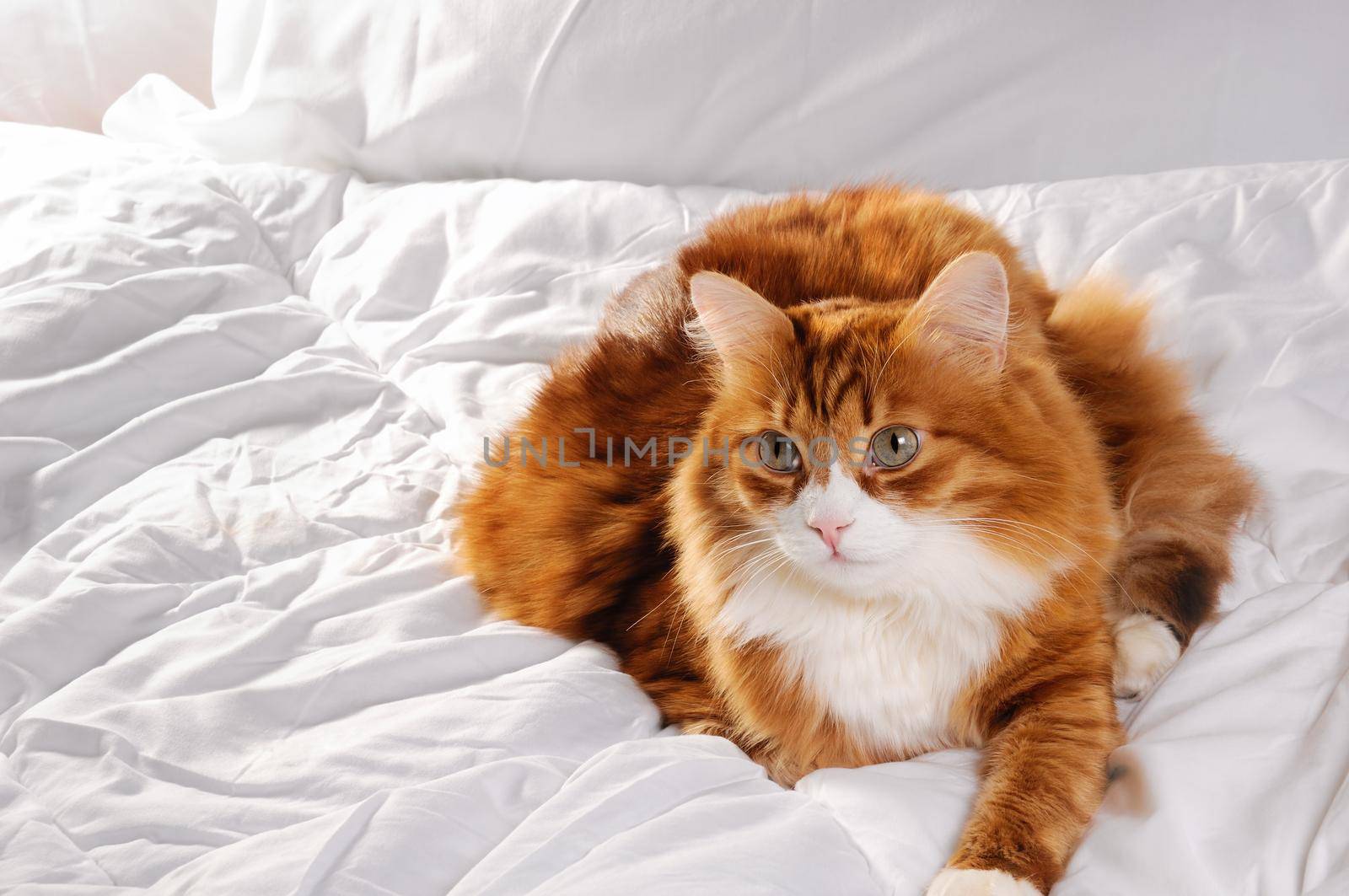 Big fluffy red cat is resting on the white bed.