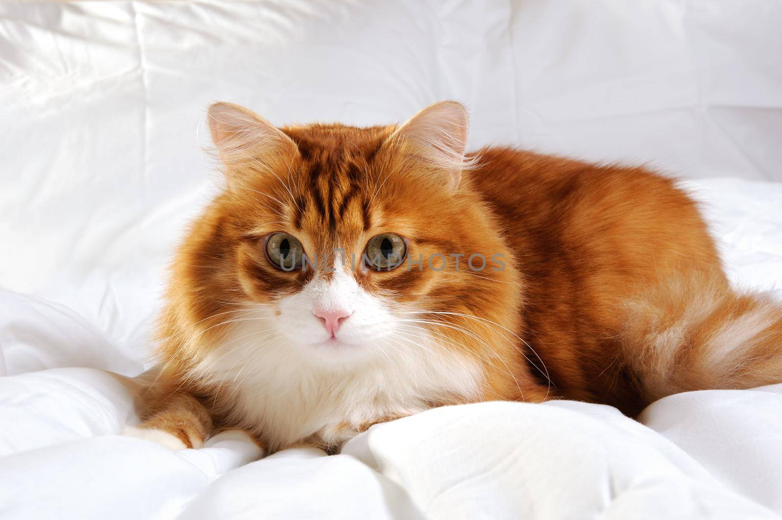 Big fluffy red cat is resting on the white bed.