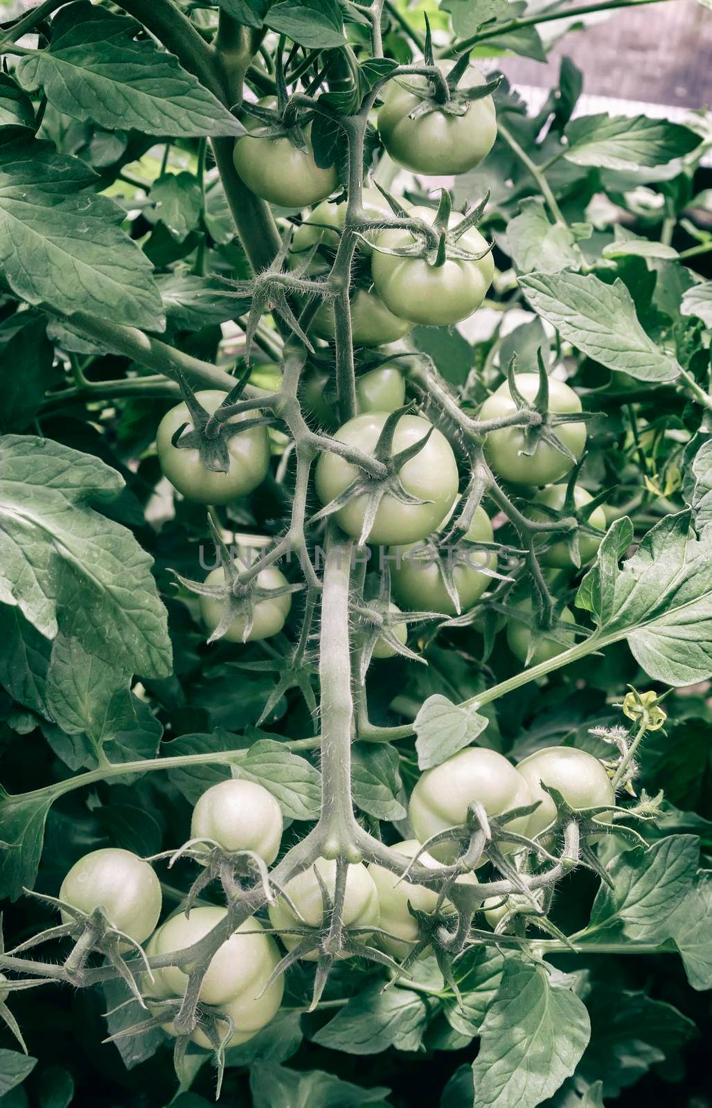 Ripening green tomatoes on the branch of a Bush. by georgina198