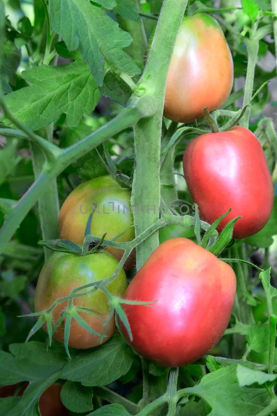 Tomatoes ripen on the branches of a Bush. by georgina198