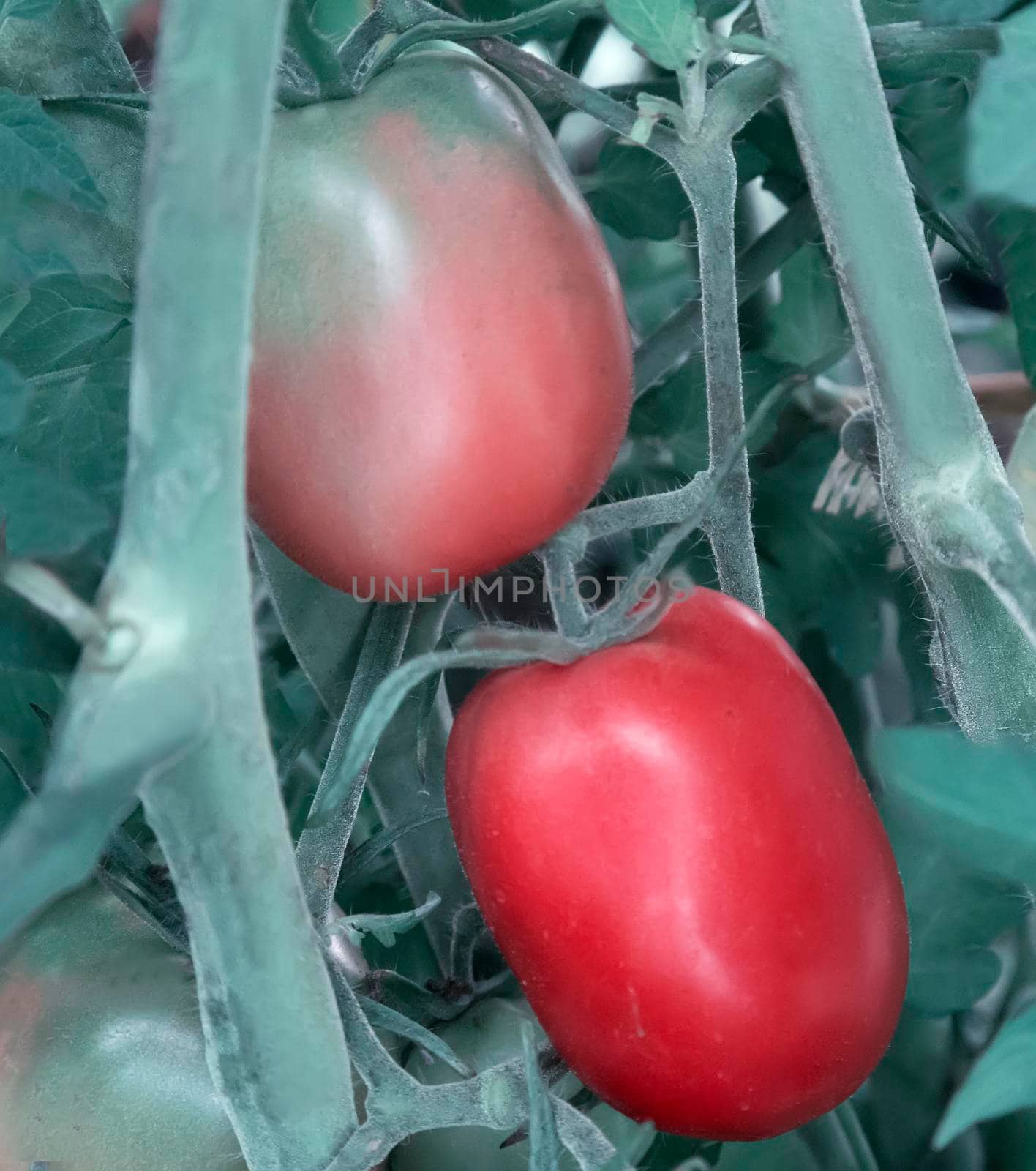 Tomatoes ripen on the branches of a Bush. by georgina198