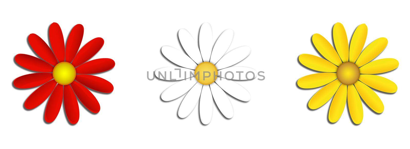White, yellow and red chamomile flowers, gerberas on an isolated background. Clip art for floral fashion creative ideas. Stylish spring or summer nature background. by Alina_Lebed