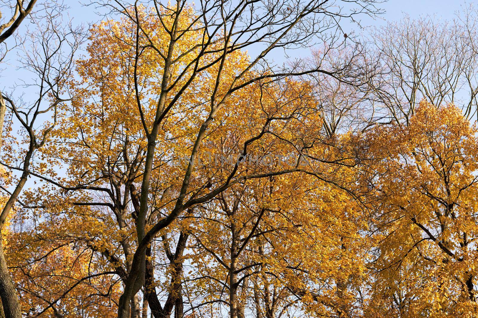 Trees with rare yellow leaves and bare branches against the background of the autumn sky