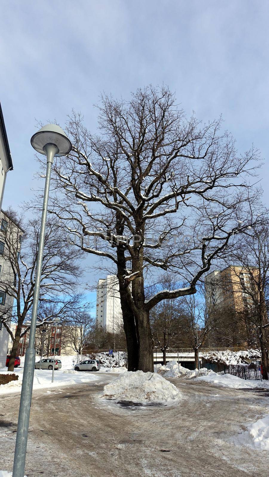 A huge oak tree in the urban center on the outskirts of Stockholm in Sweden