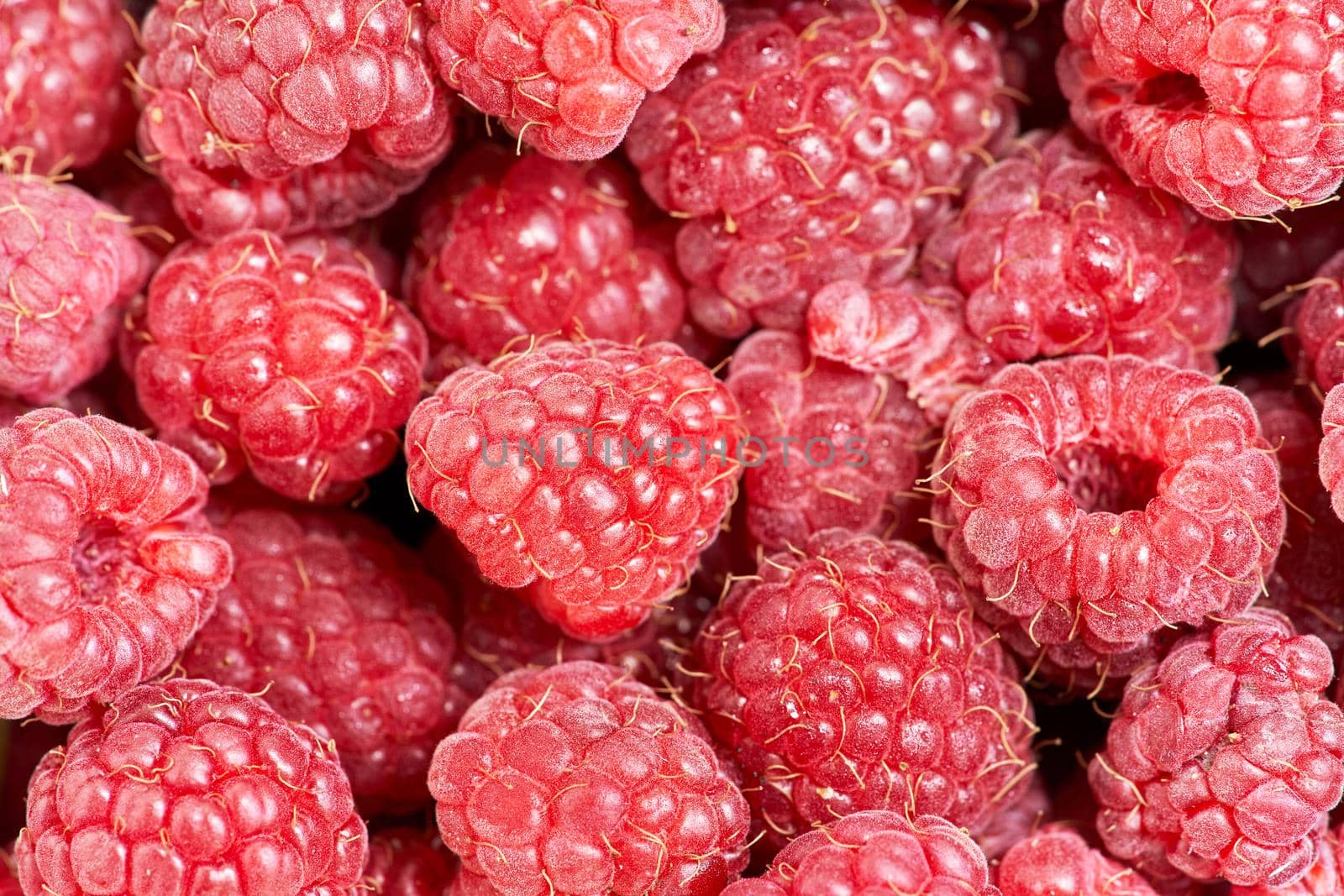 Background from a variety of red ripe raspberries. Close-up of berry harvest