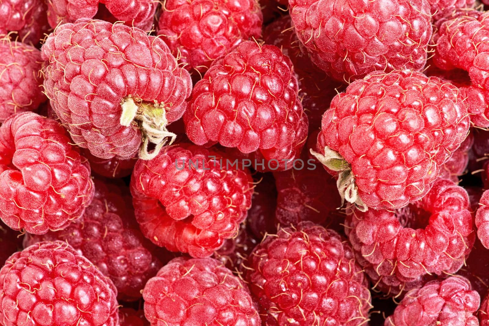 Many berries of red ripe raspberries close up by vizland