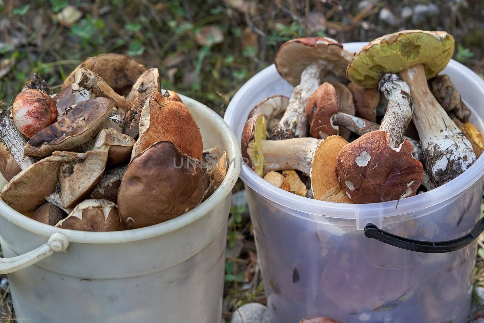 Many mushrooms collected in the forest lie in plastic buckets