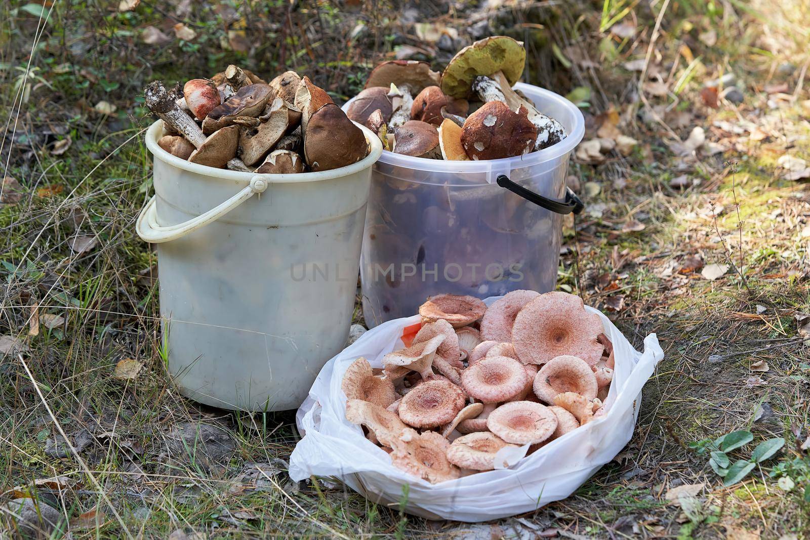 Two buckets and a bag of forest mushrooms stand on the grass by vizland