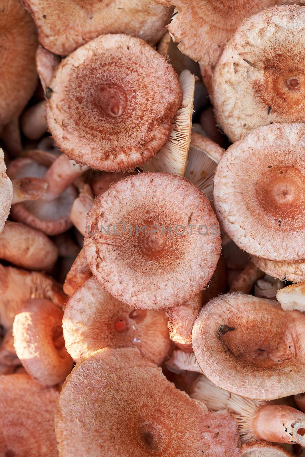 Background of edible forest mushrooms close up by vizland