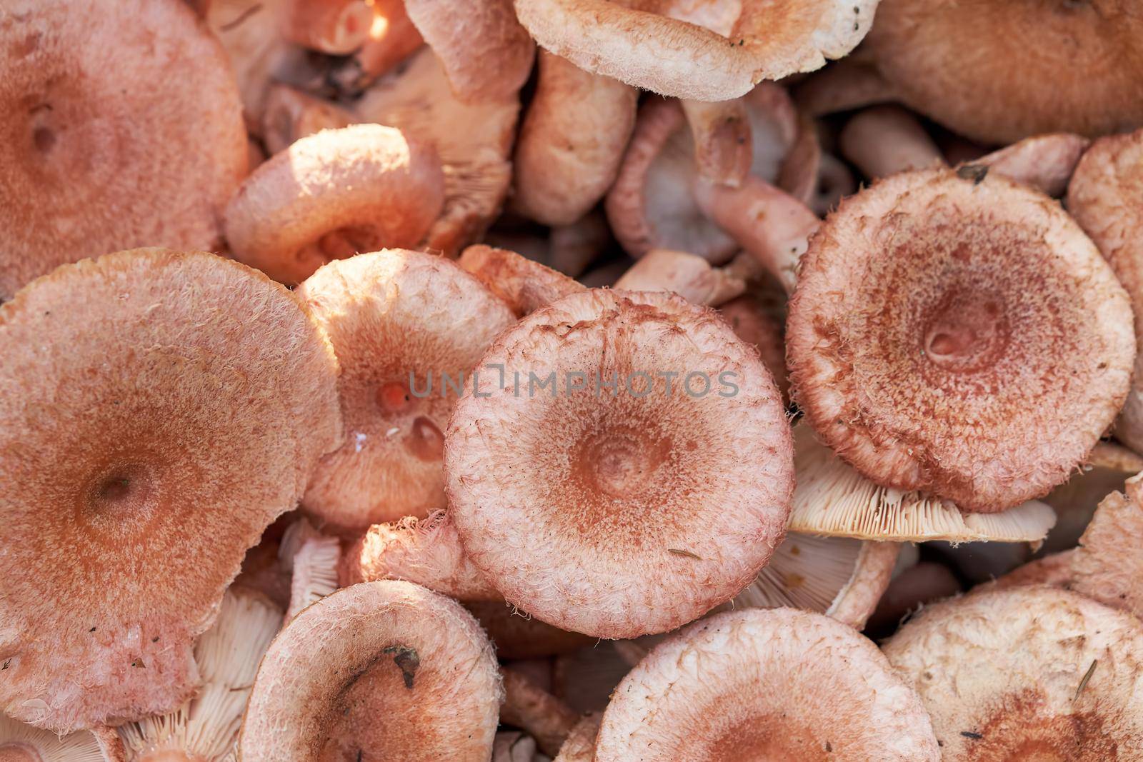 Background of edible forest mushrooms close up by vizland