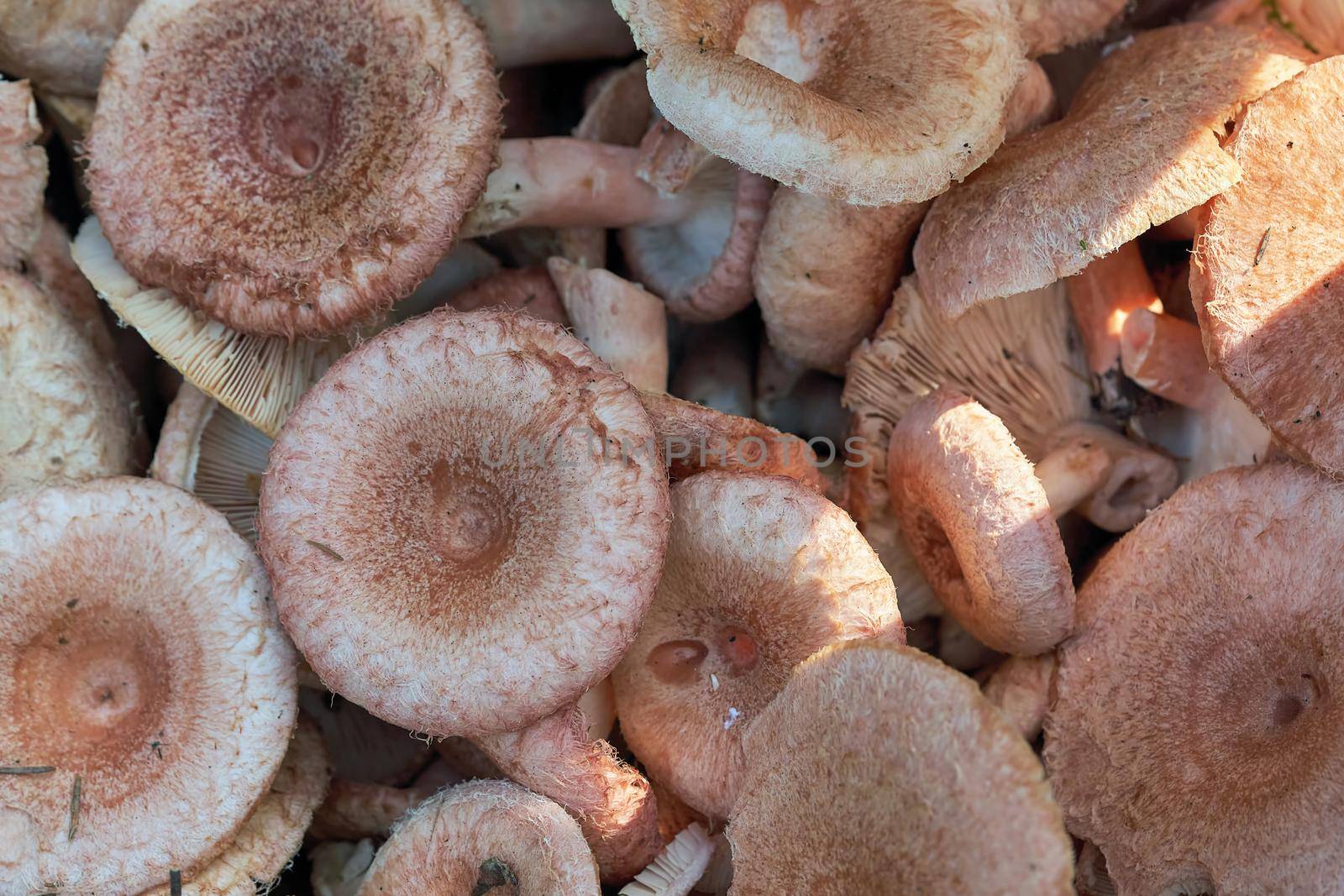 Background of edible forest mushrooms close up by vizland