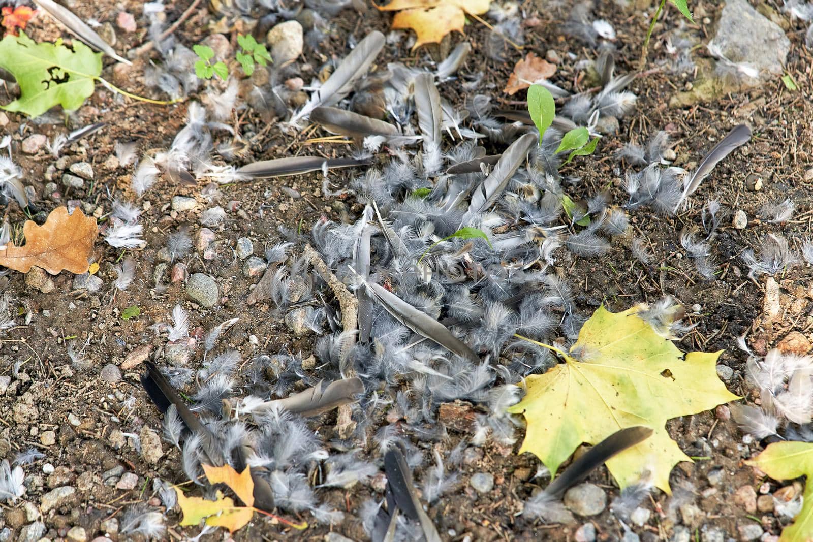 Many bird feathers lie on the ground, top view on a sunny autumn day