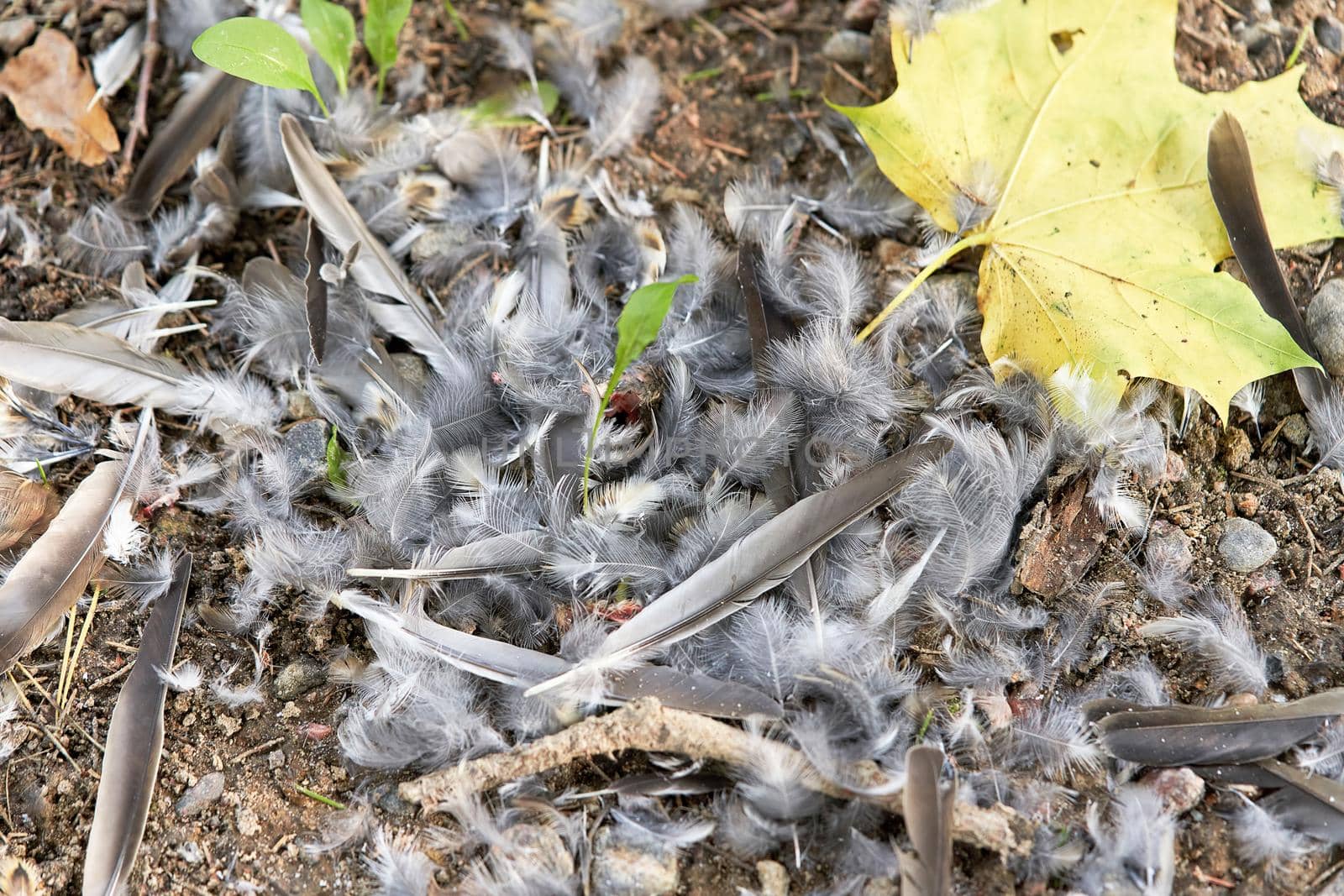 Many bird feathers lie on the ground, top view by vizland