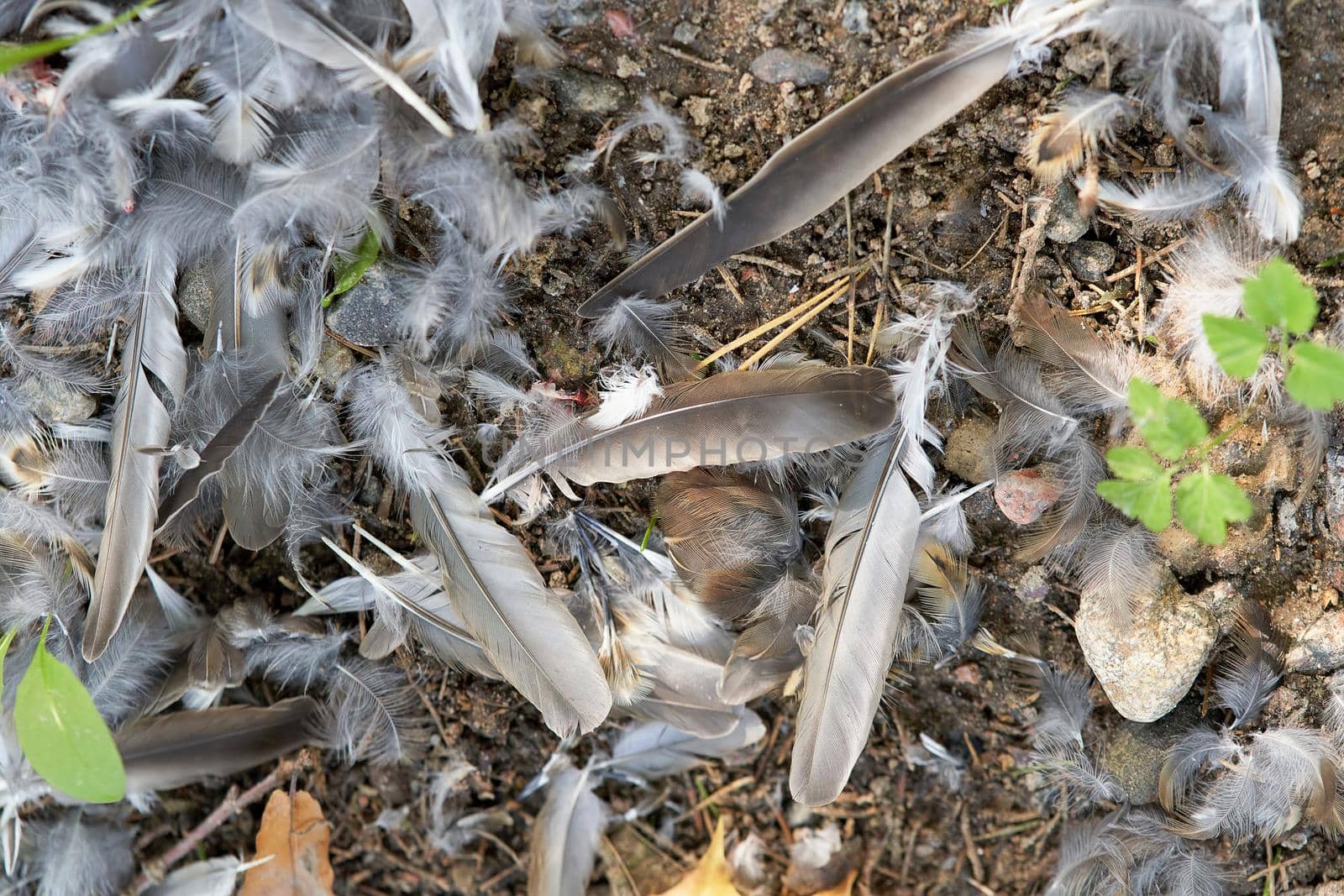 Gray bird feathers are scattered on the ground