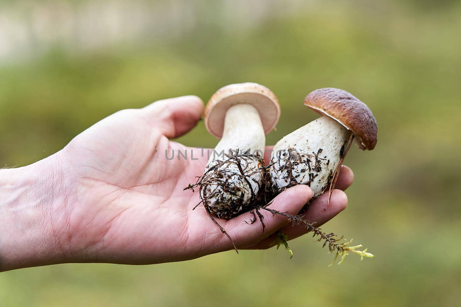 Two boletus mushrooms in the outstretched palm of a mushroom picker by vizland