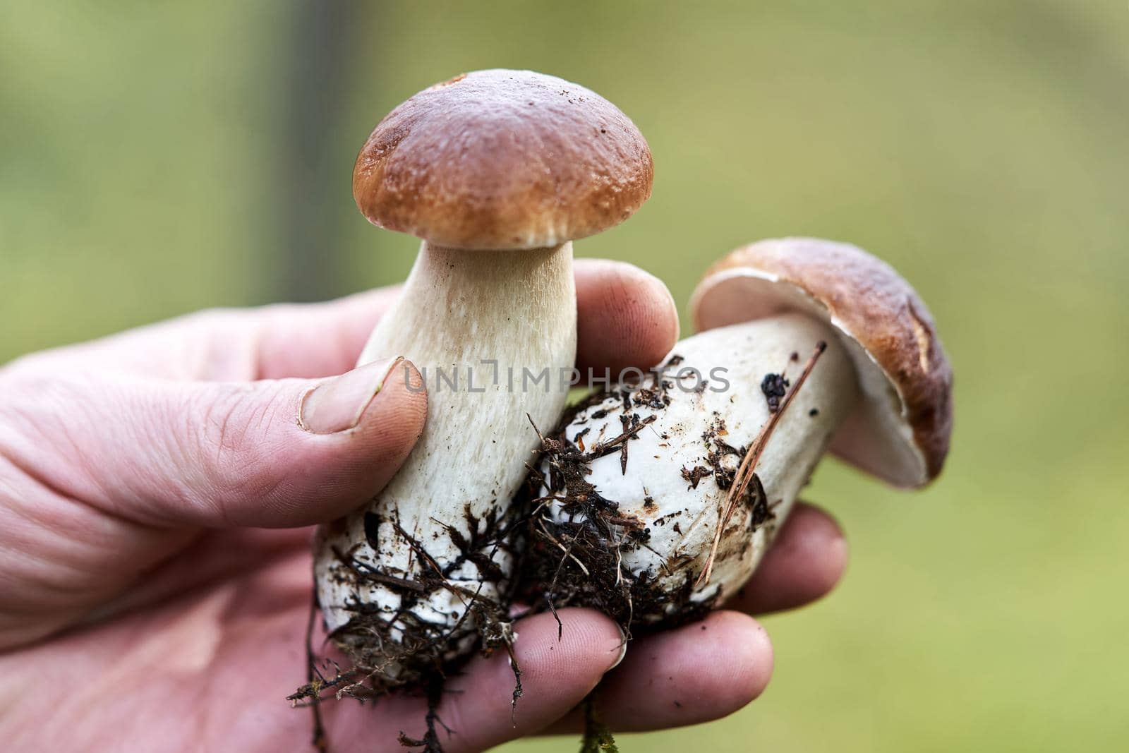 The mushroom picker holds in his hand two beautiful mushrooms by vizland