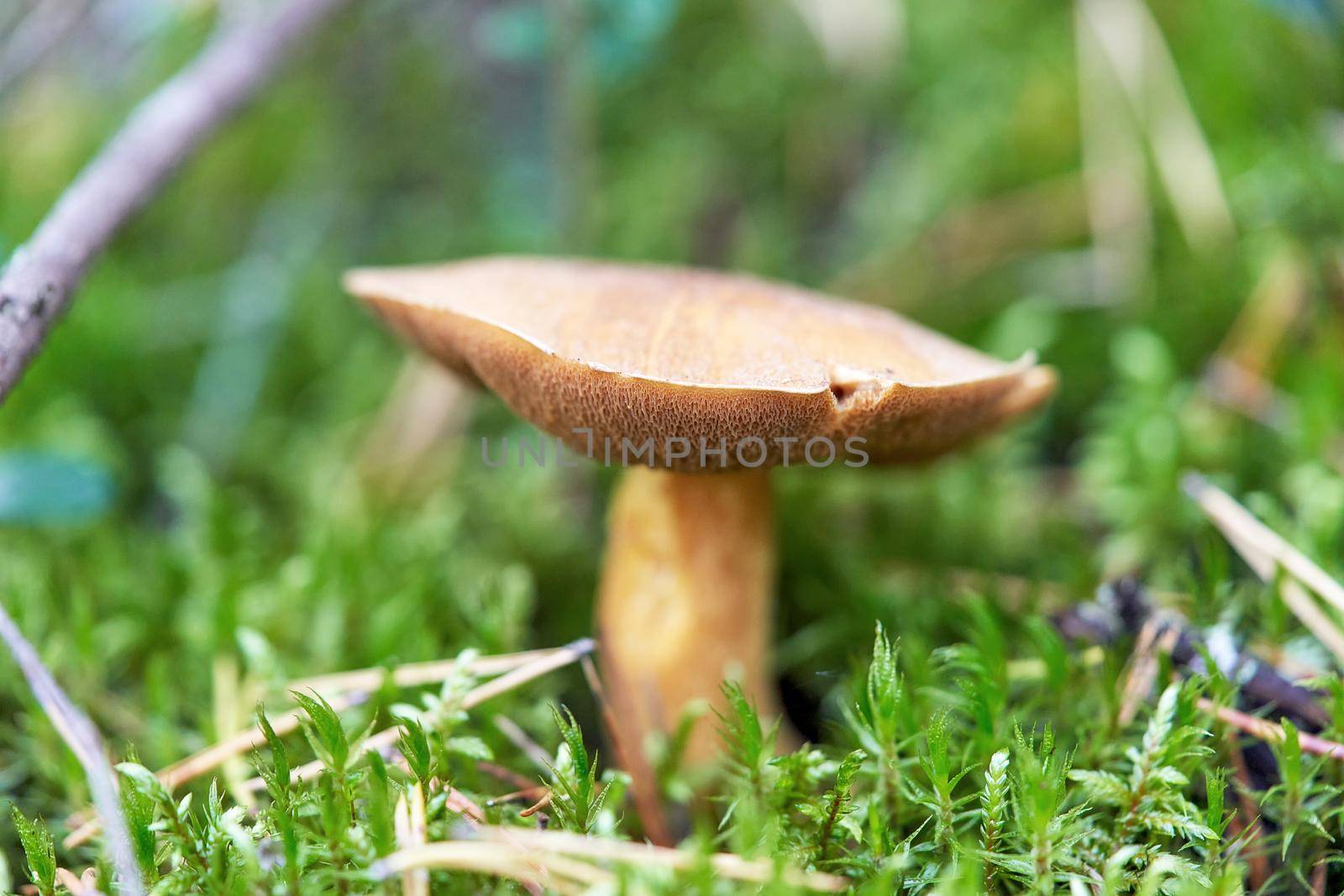 A large yellow flywheel mushroom has grown in the green grass. Spongy edible mushroom close up