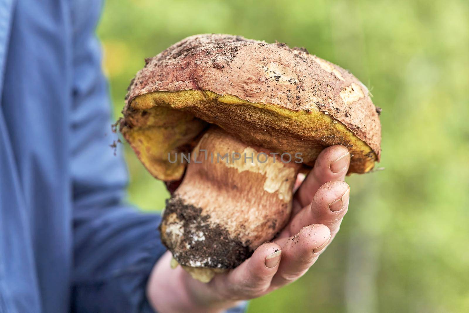 A mushroom picker holds in his hand a large mushroom found in the forest by vizland