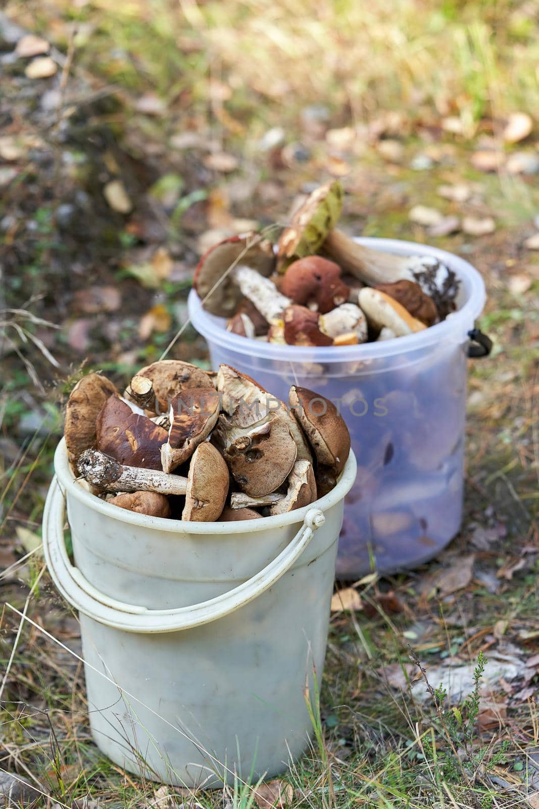 Two buckets of forest mushrooms stand on the grass by vizland