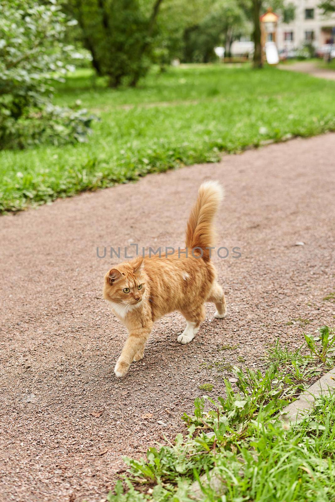 A ginger fluffy cat with a raised tail walks along the path of the park by vizland