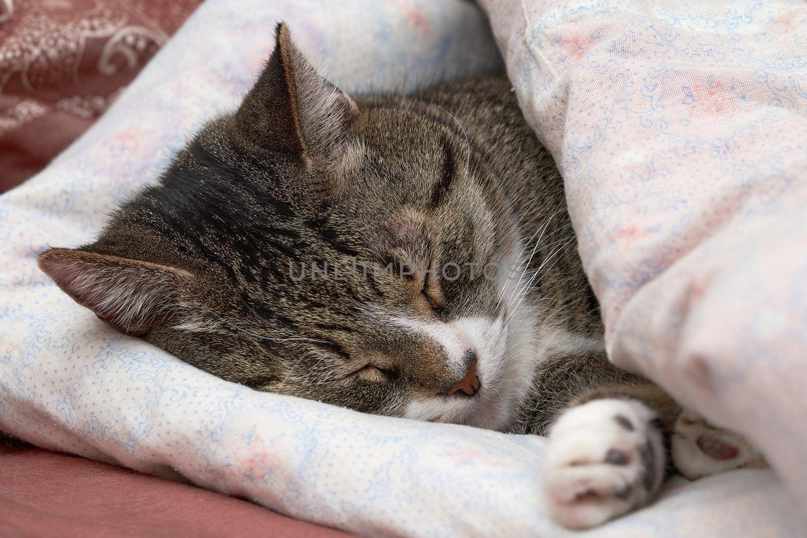 Gray tabby cat sleeps covered with a blanket by vizland