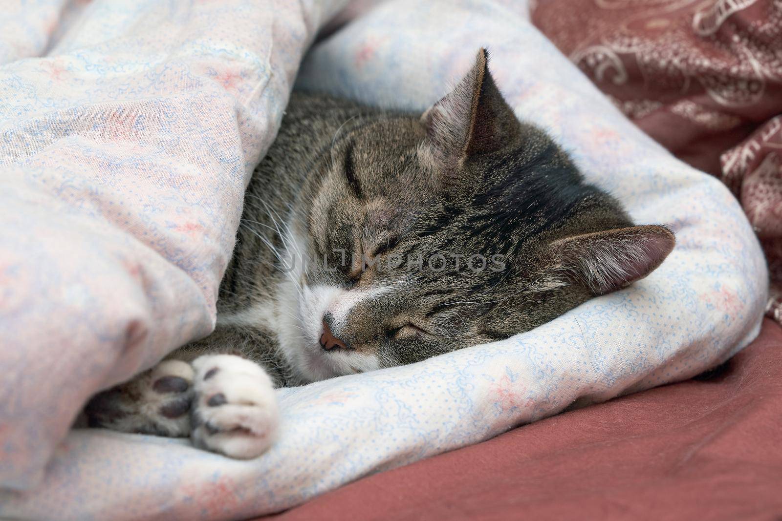 Gray tabby cat sleeps covered with a blanket