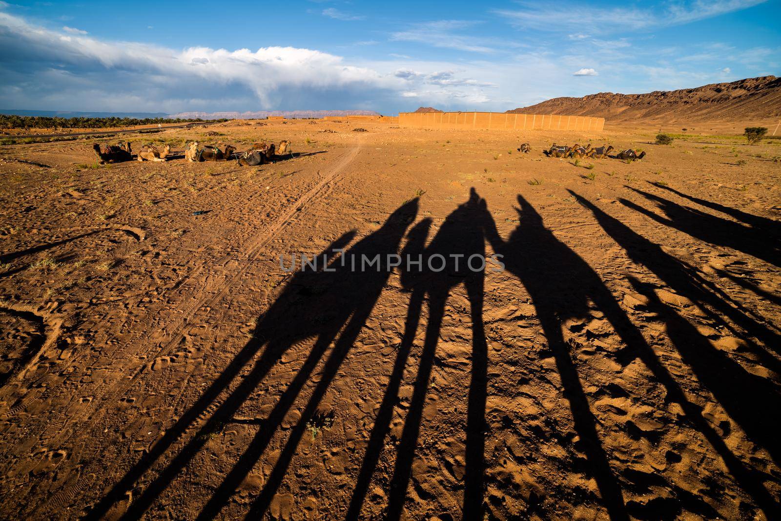 Silhouettes of camels with tourists in Sahara desert.